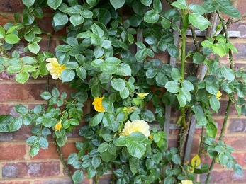 Roses in Kate and Arthur's garden