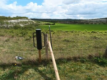Replaced post in Spot's Field, Totternhoe Quarry