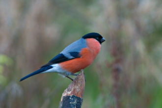 Bullfinch