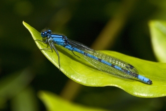 A common blue damselfly resting on a leaf. It's a long, slender black and blue insect