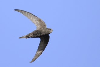 A swift in flight against a bright blue sky