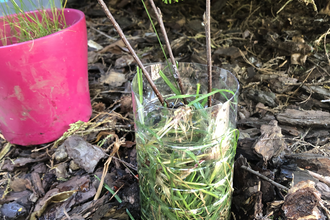 A plastic bottle with the top cut off, filled with grass and water, sticks poking out. 