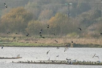 Image of lapwing flying over a lake