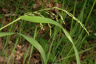 Grass