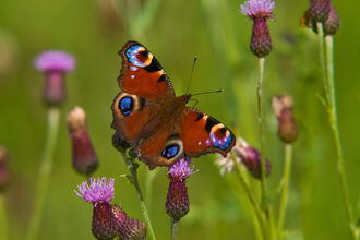 Peacock