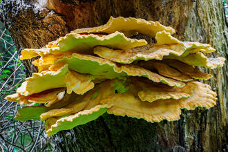 Chicken of the Woods