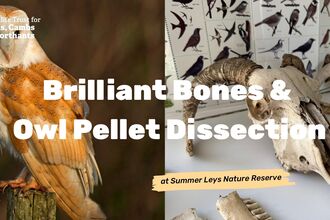 owl and skull photo with text
