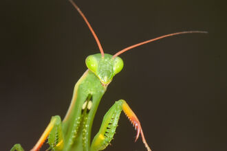 Juvenile Praying Mantis