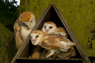 Four barn owls, including one you can just glimpse, almost full-grown, sitting in a triangular, open-fronted barn owl box with what appears to be an adult barn owl sitting on the pitch of the roof gazing down attentively