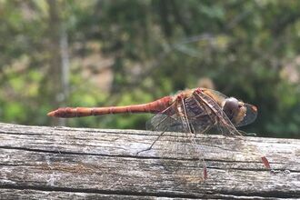 Dragonfly