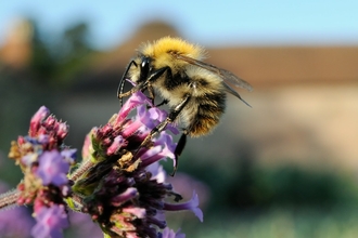 Action for insects