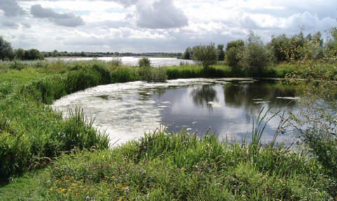 Summer Leys 