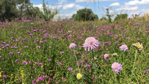 Wildflowers Trumpington Meadows