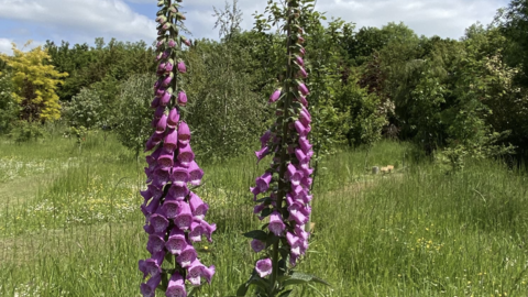 Foxglove Muchwood by Caroline Fitton
