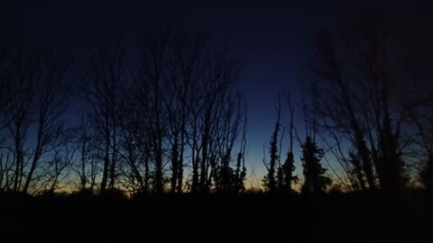 Night sky with trees by Rebecca Neal
