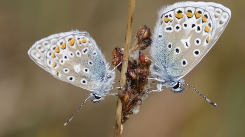 Two butterflies resting either side of a grass stem with wings closed