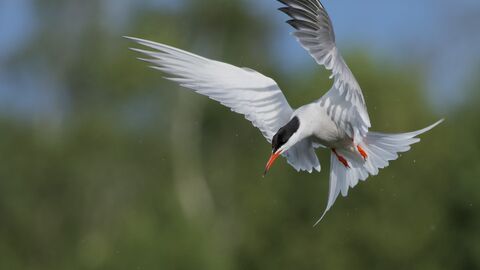 A Common Tern in flight against a blurred green and blue background.
