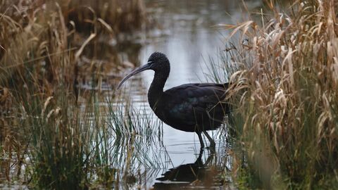 A Glossy Ibis in water, amongst vegetation