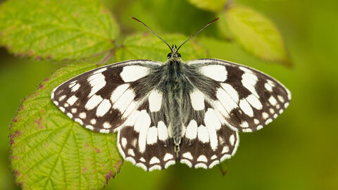 marbled white butterfly resting on leaf with wings open