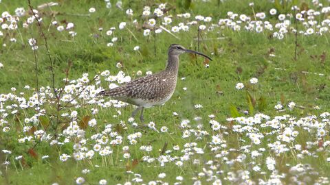 A Whimbrel amongst white flowers