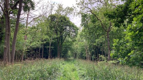 Woodland ride