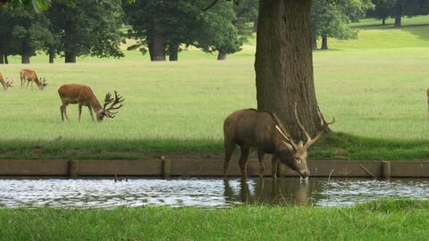 Woburn Park