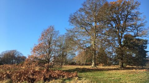 Rushmere Country Park