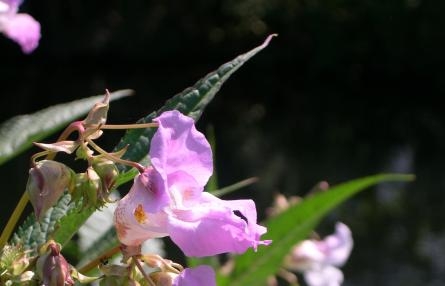 Himalayan Balsam 