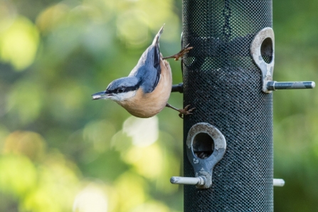 A nuthatch on a garden feeder