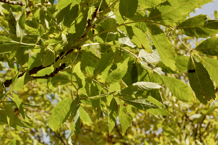 Leaves of a healthy ash tree