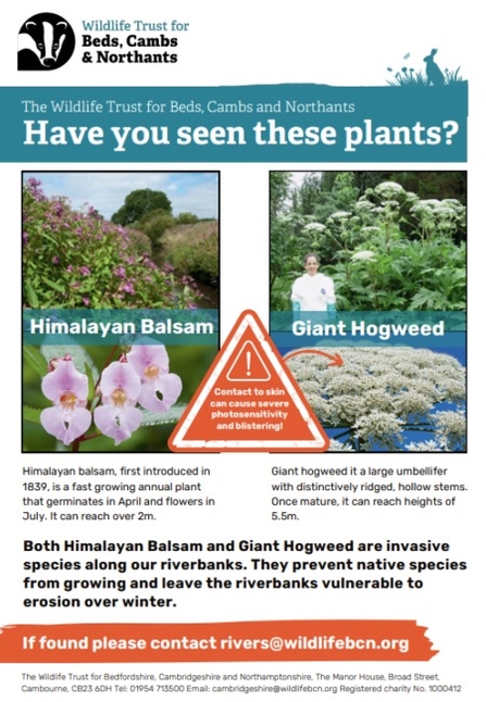 A poster offering advice on Himalayan Balsam and Giant Hogweed. Explaining that both are invasive species along our riverbanks that prevent native species from growing and leave the river bank vulnerable to erosion over winter. "If found please contact rivers@wildlifebcn.live".