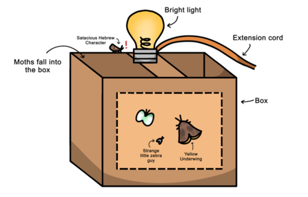 Youth Ranger Emily moth trap picture