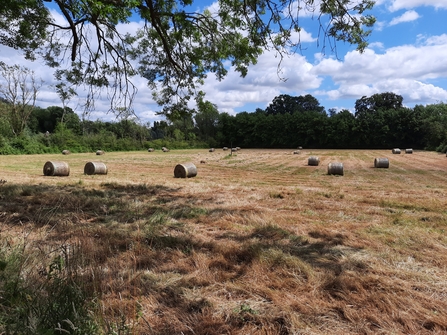 Skaters hay cut