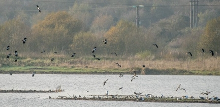 Image of lapwing flying over a lake