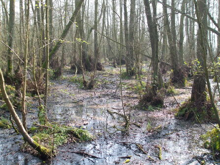 Flitwick Moor 0426