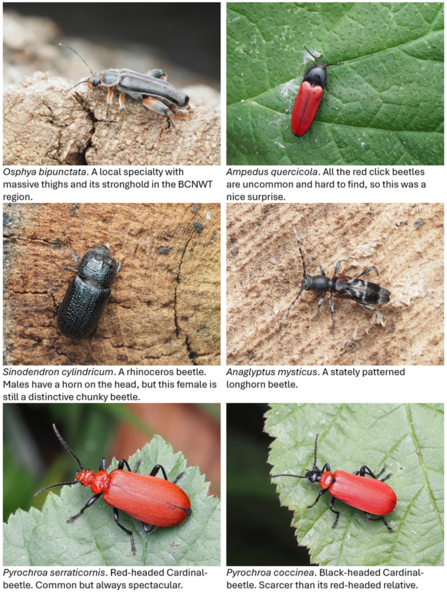invertebrates