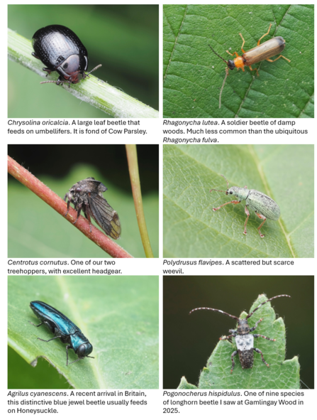 invertebrates