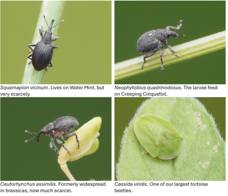 invertebrates