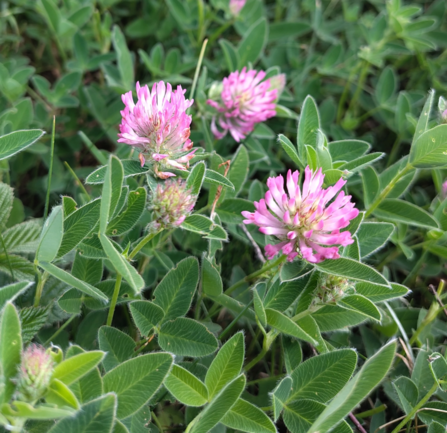 Zigzag Clover by Lucy Wilson
