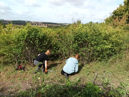 2 Trainees doing scrub work, both facing away towards the scrub they are cutting.