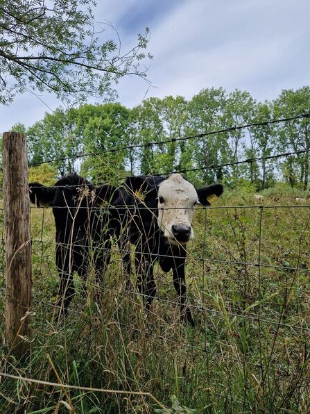 Two black and white cows picture grazing behind a wire fence