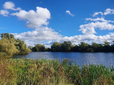 A view of a body of water lined with trees