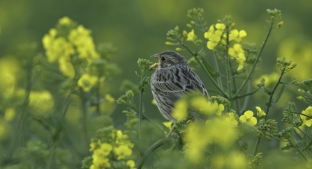 Corn bunting singing