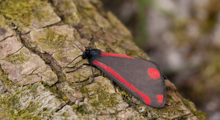 Cinnabar moth