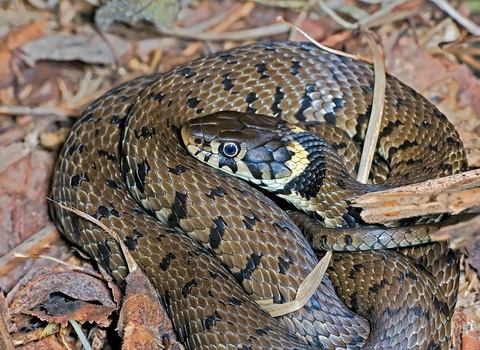 Grass snake in leaves