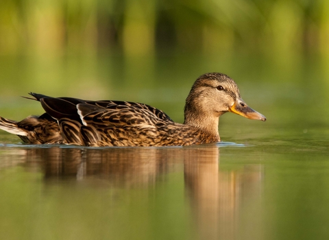 Mallard