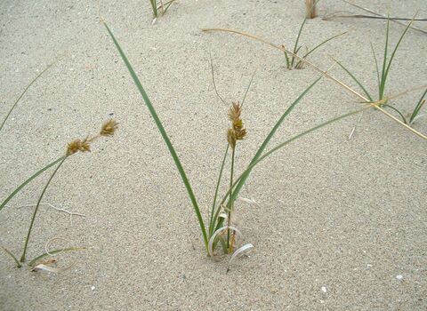 Sand Sedge