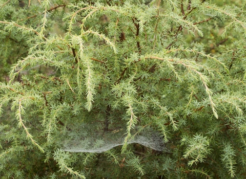 Common Juniper