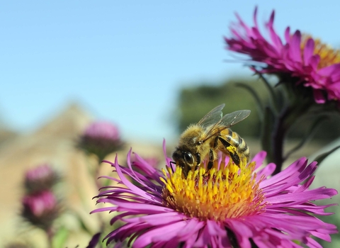 Honey Bee