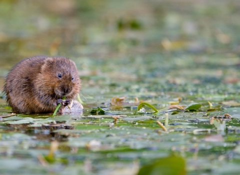 water vole - Tom Marshall